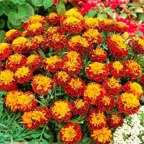 Семена Бархатцы Florium Чемпион (7179)