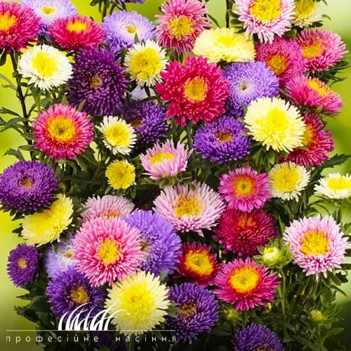 Семена Астра Florium Арлекин смесь (11817) - фото 2 Семена Астра Florium Арлекин смесь (11817) - фото 2