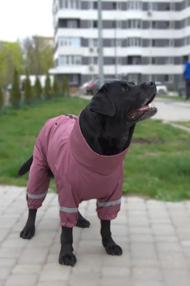 Дощовик Dogs Bomba для великих собак р. 12 Сливовий