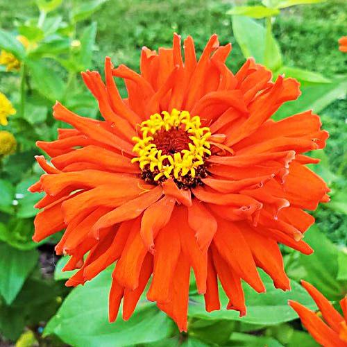 Семена Циния Подарок Florium (17526)