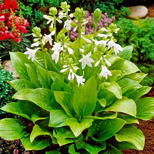 Хоста Florium Royal Standard (4768) - фото 2