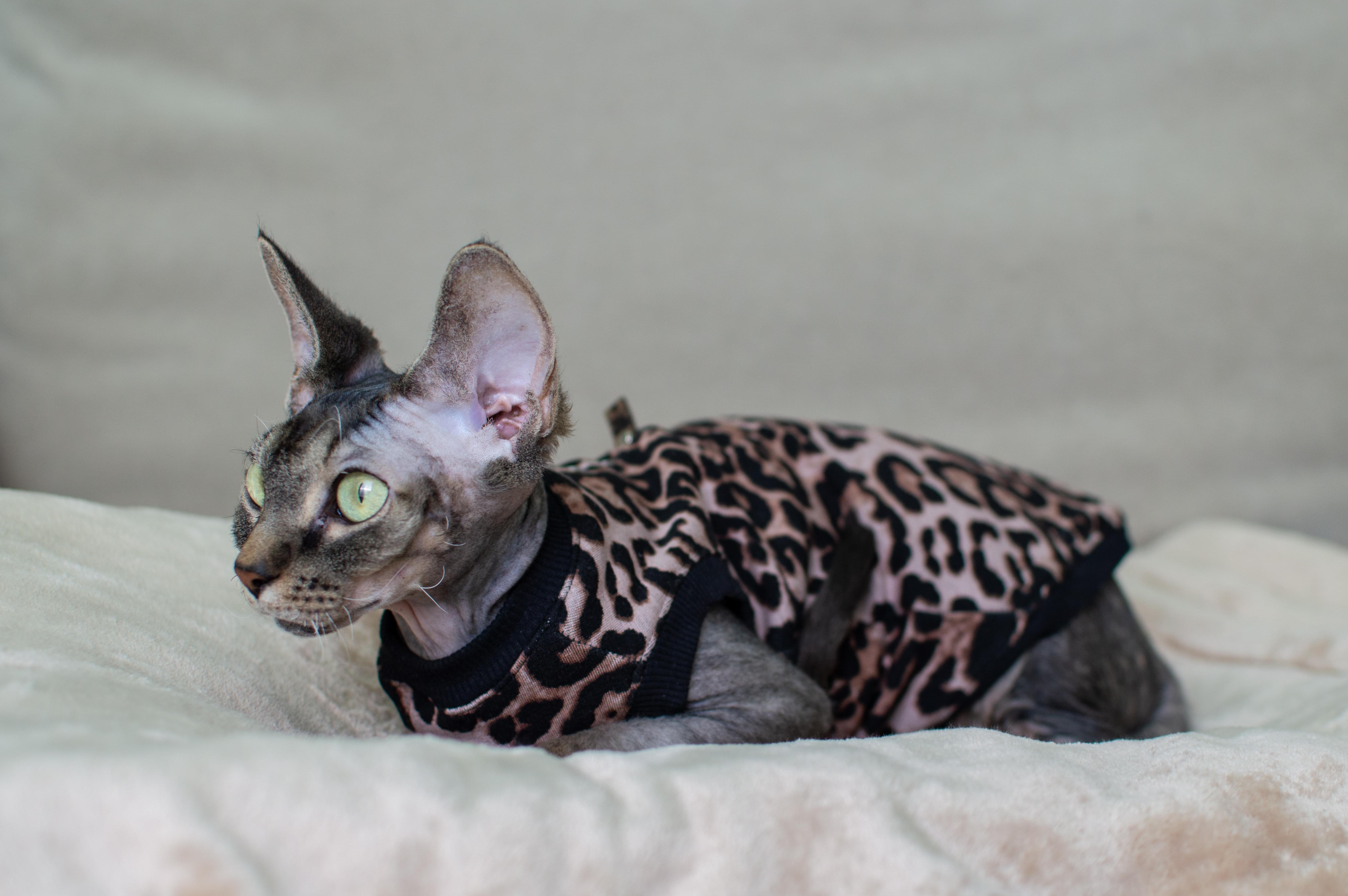 Кофта для котів без рукавів тепла Style Pets XL Leopard (408XL) - фото 3