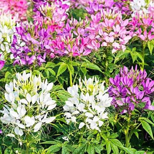 Семена Клеома Florium Смесь (17729)