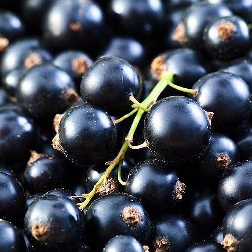 Саджанець Смородина чорна Санюта середній термін дозрівання високоврожайний сорт (23396)