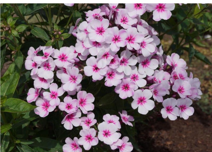 Флокс волотистий Dobrodar Early Pink 1 шт. (38284105)