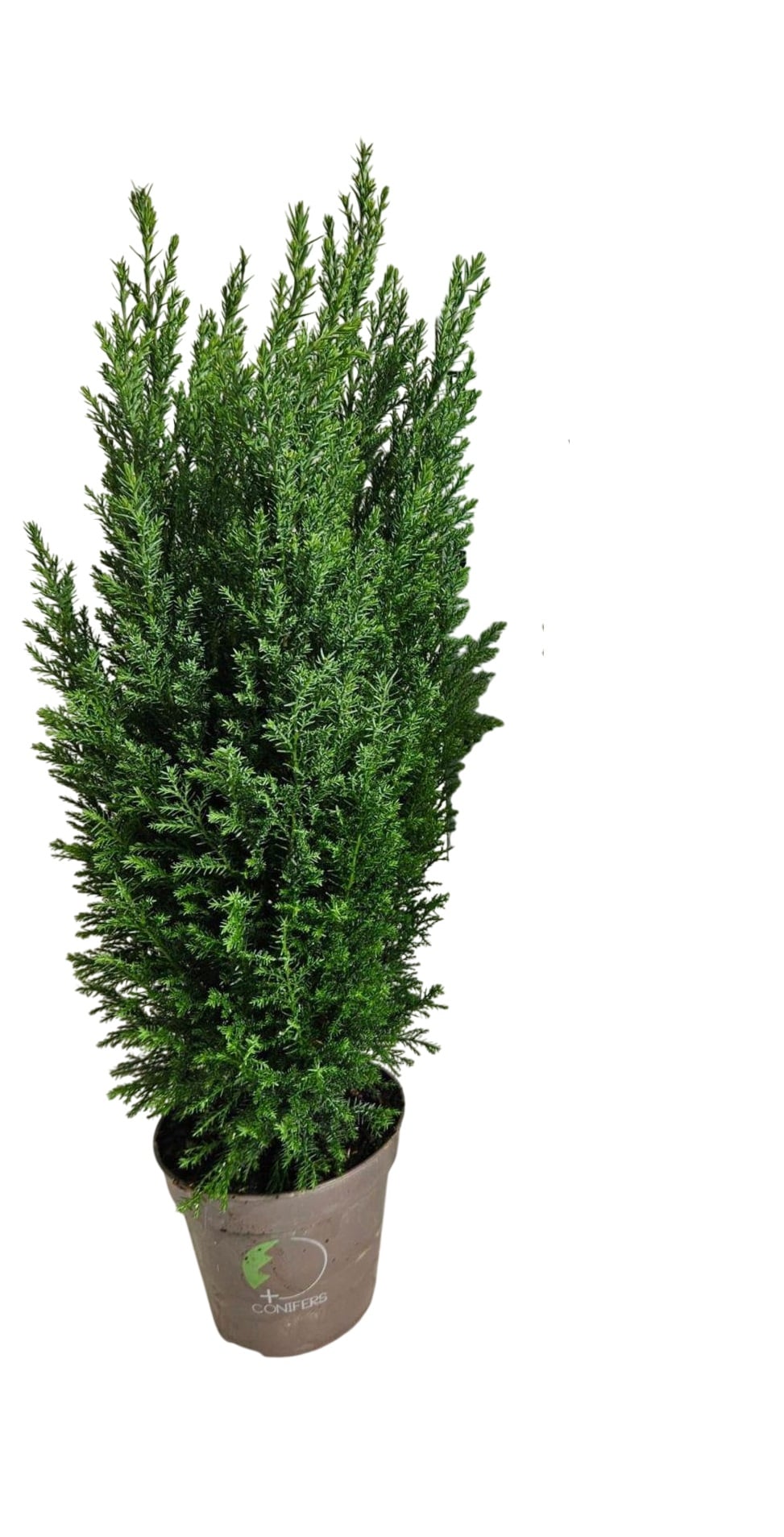 Кіпарисовик Елвуді Chamaecyparis Ellwoodii (38299584)
