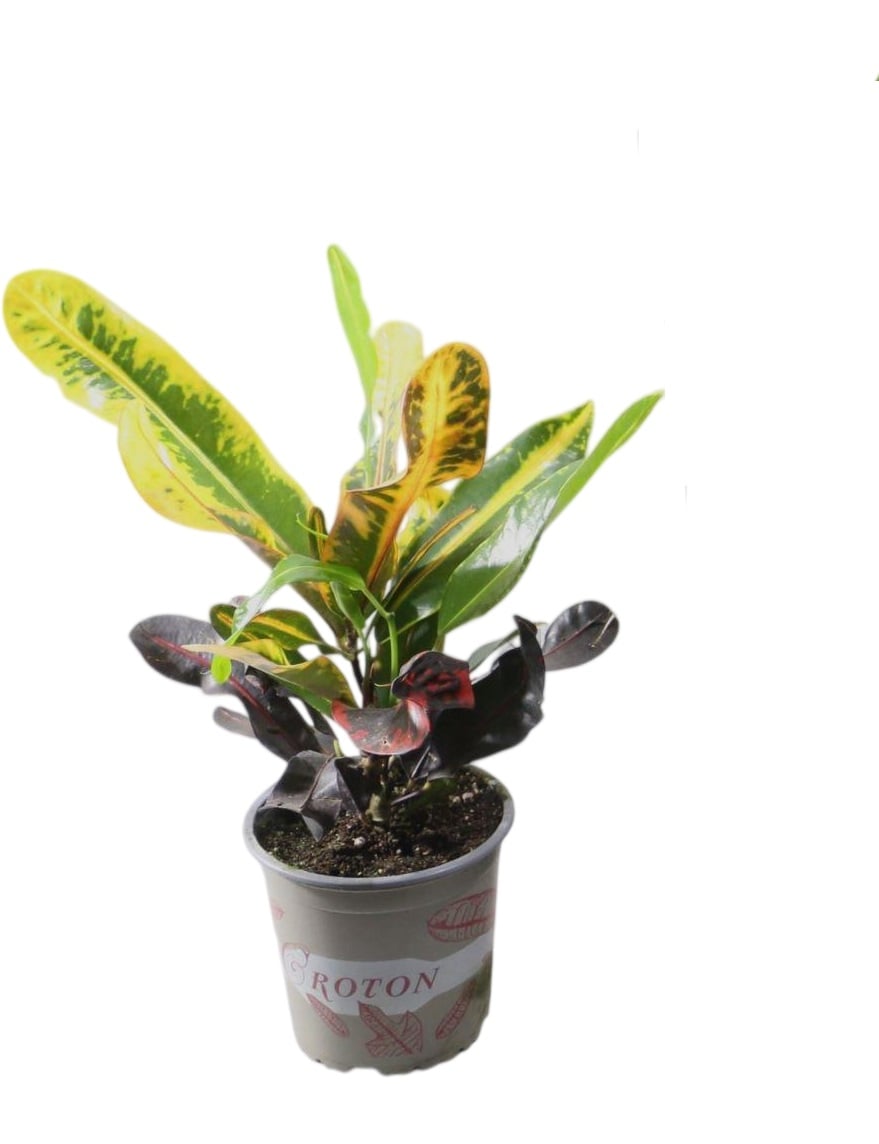 Кротон Маммі Codiaeum variegatum Mammi (38298877)
