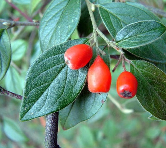 Кизильник Франчетті Cotoneaster Franchetii 3 шт. (38276979)