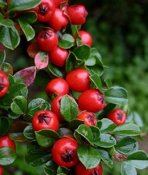 Кизильник пухирчастий Cotoneaster bullatus 3 шт. (38276808)