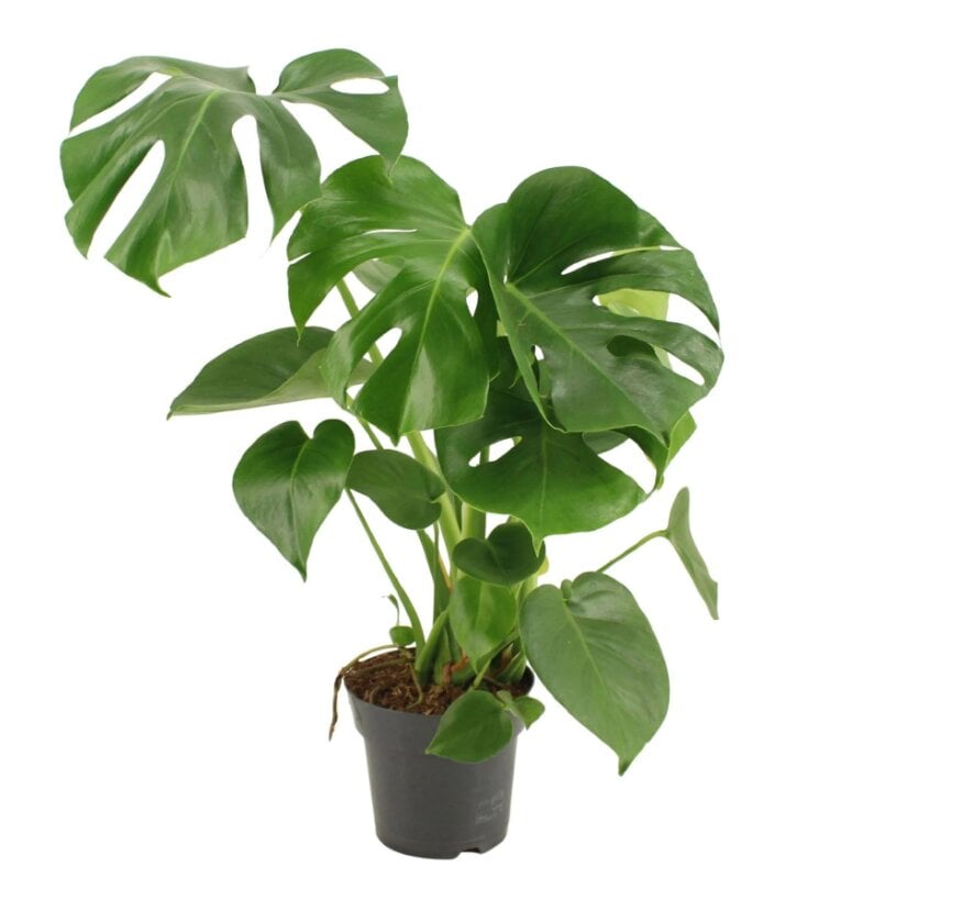 Рослина декоративна Monstera deliciosa Монстера делікатна