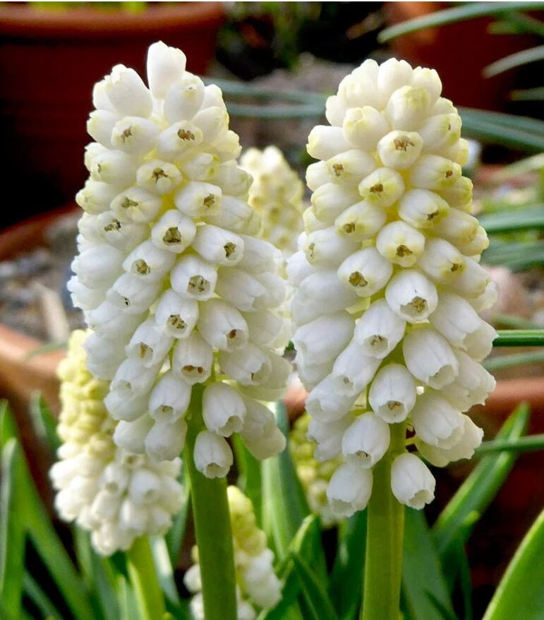 Лук декоративный Мускари White Magic 5 шт.