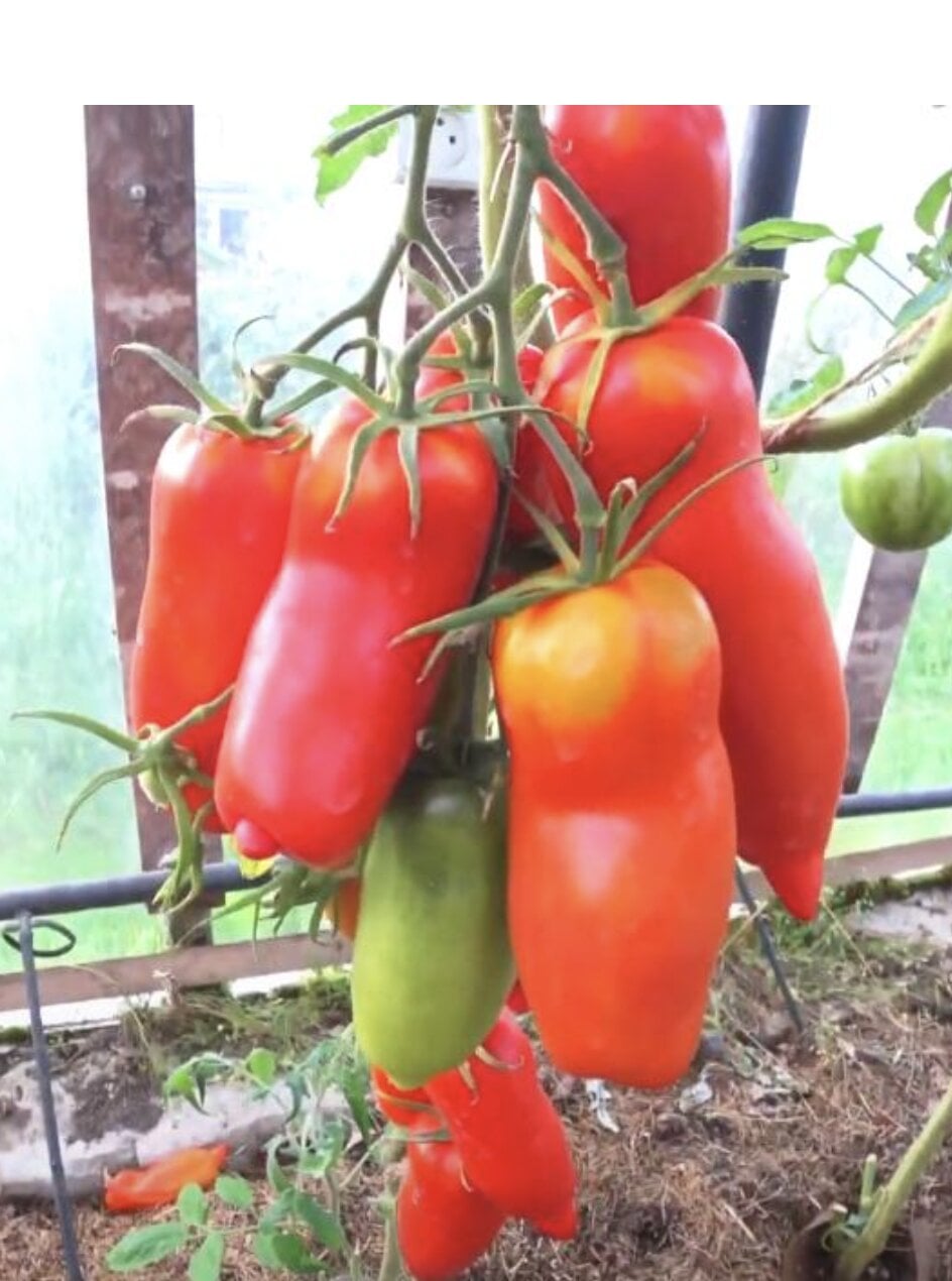 Семена томата Дядя Степа 5 шт./5 пак (38285225)