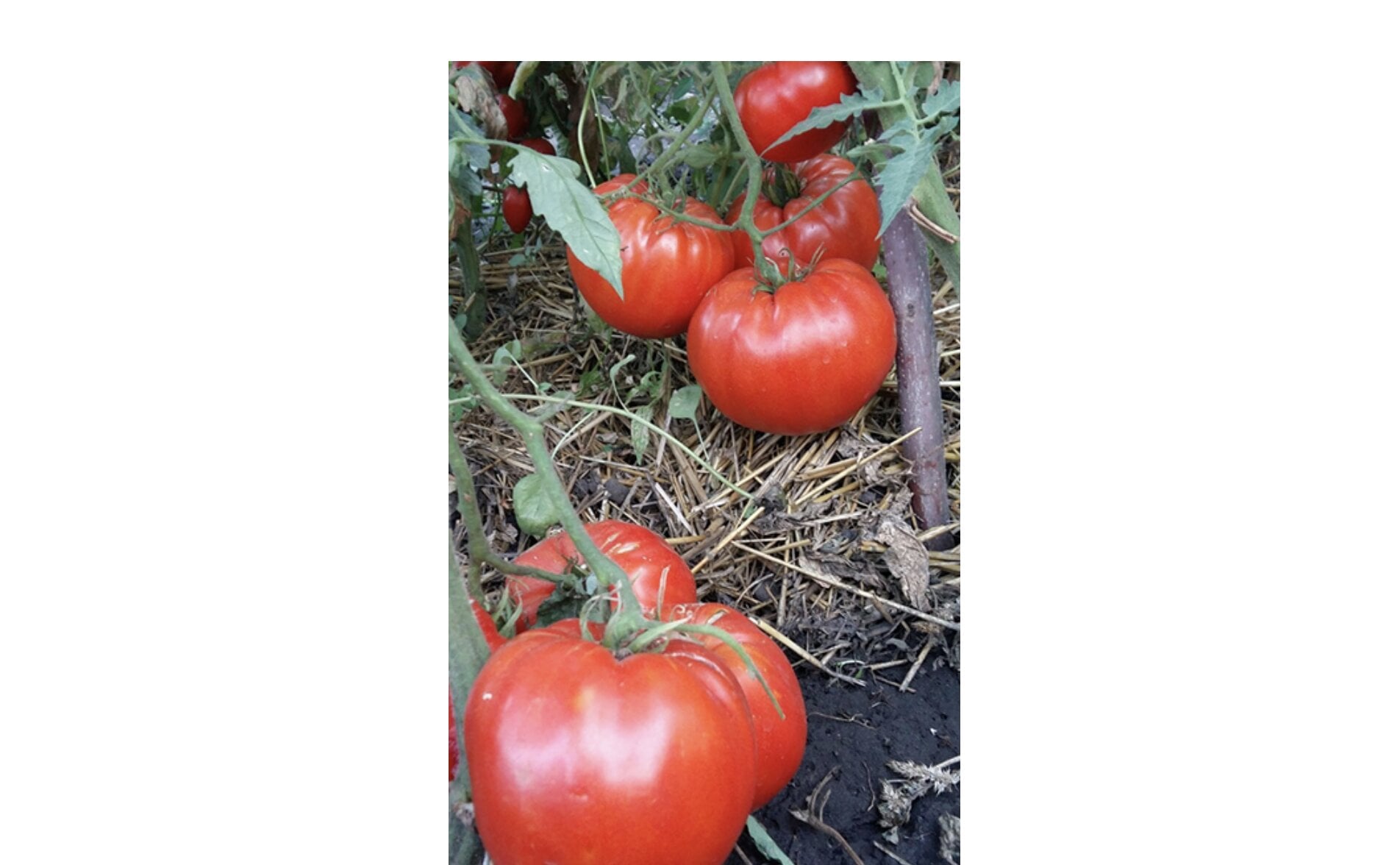 Семена томата Кинг-Конг 5 шт. (38277906)