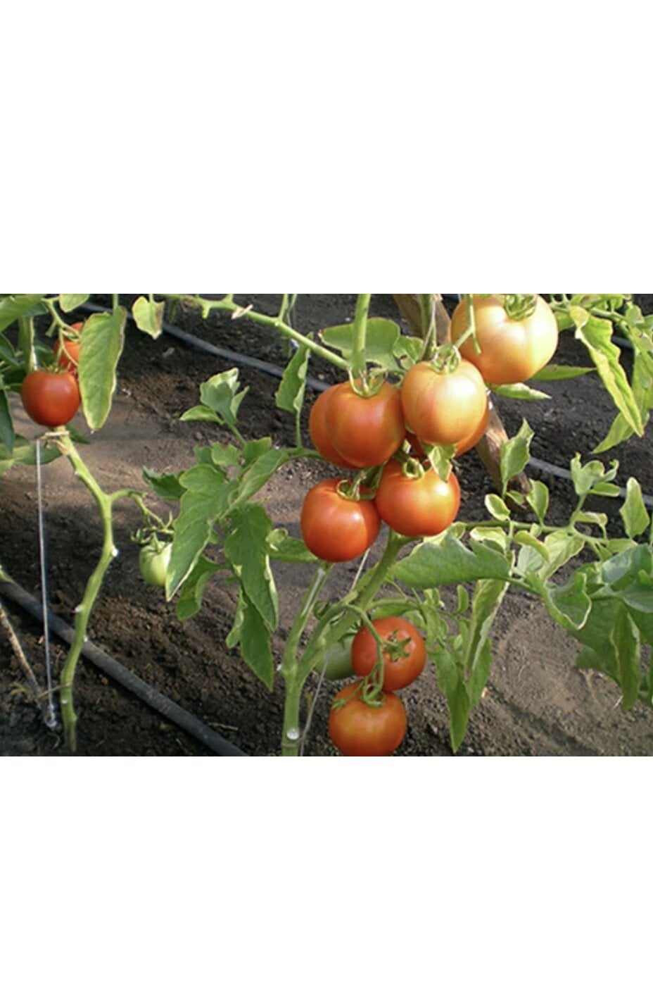 Семена томата в/р шт.раух 20 г (38298011)