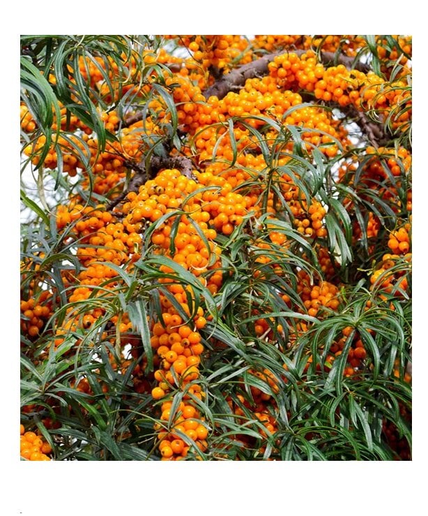 Саженец Облепиха крушевидная Hippophae rhamnoides 1 шт.