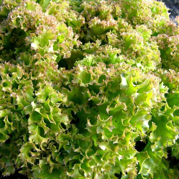 Салат листовий Малинова Куля 1 г/5 пак. (38279348)