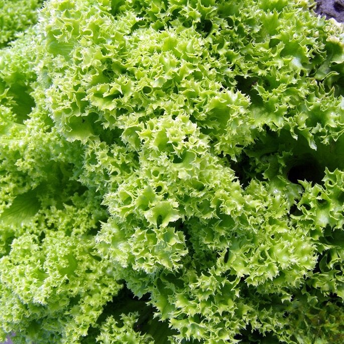 Салат листовий Золота Куля 1 г (38283030)