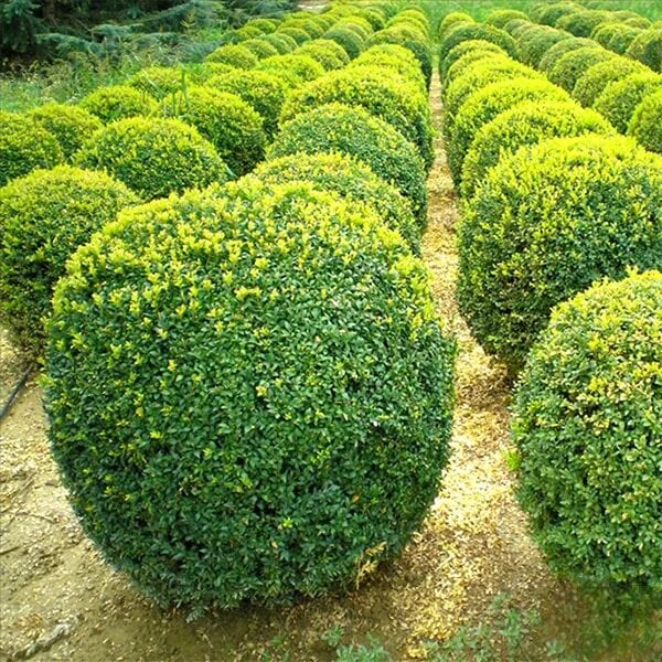 Самшит вечнозеленый Buxus sempervirens 5 шт. (38276796)