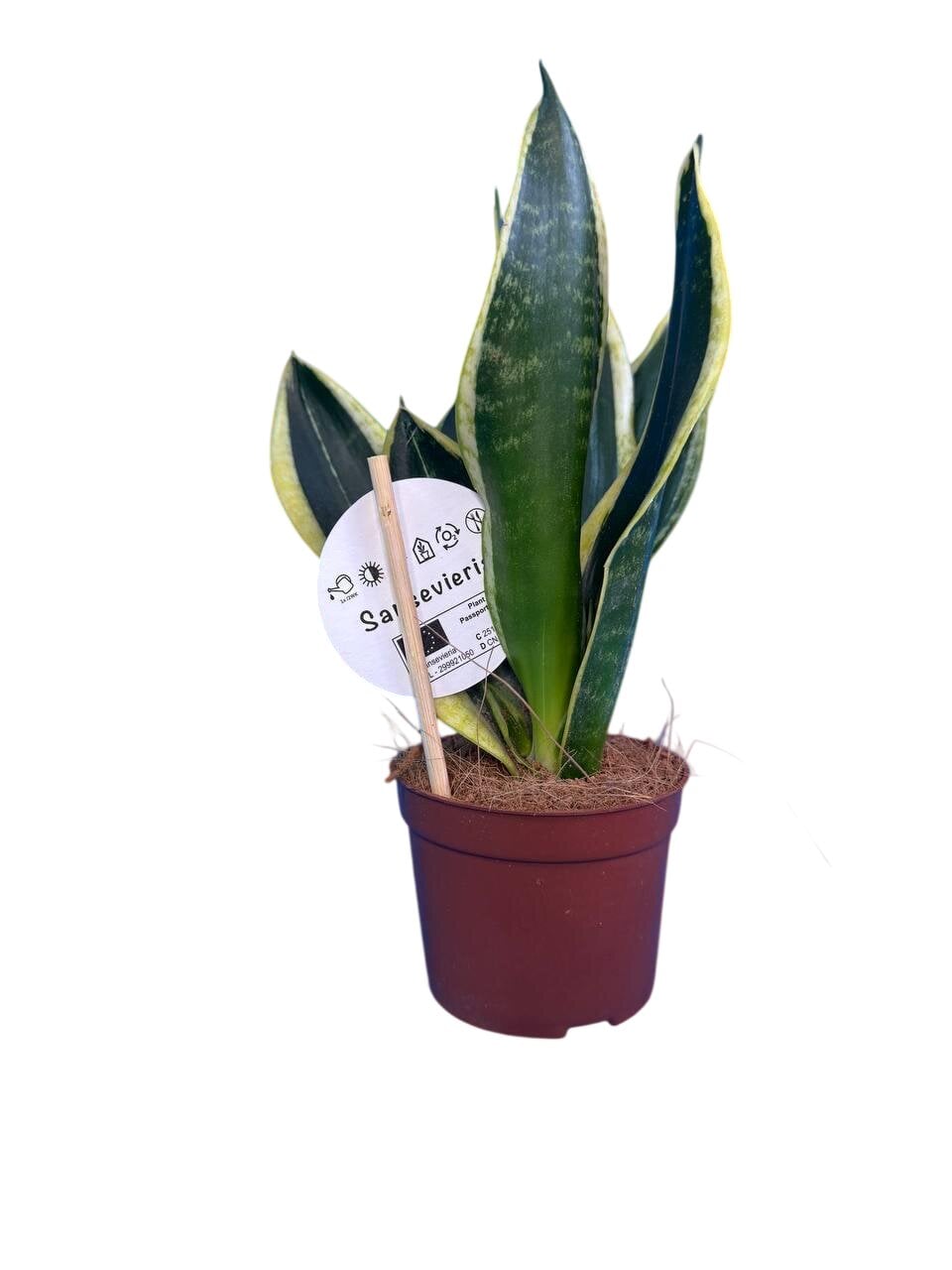 Сансевиерия Блэк Голд Sansevieria Black Gold №1 (38297369)