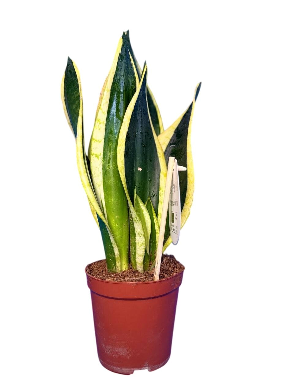 Сансевієрія Блек Голд Sansevieria Black Gold № 2 (38299470)