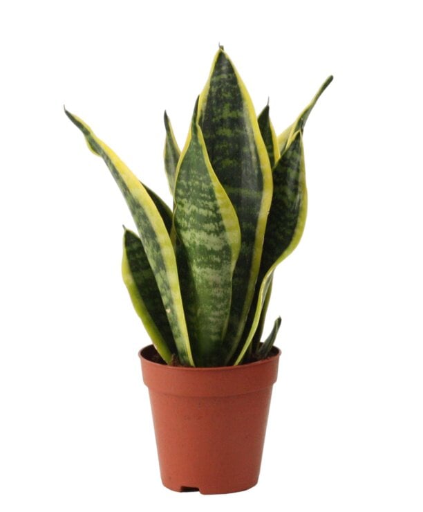Сансевиерия Футура Суперба Sansevieria Futura Superba №2 (38297823)
