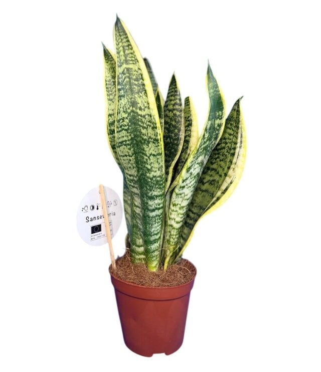 Сансевиерия Футура Суперба Sansevieria Futura Superba (38299461)