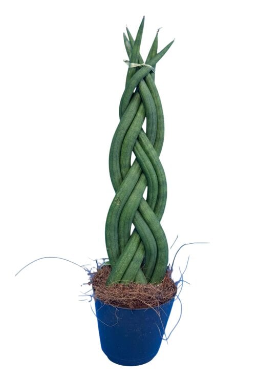 Сансевиерия цилиндрическая Sansevieria cy overig №2 (38299003)