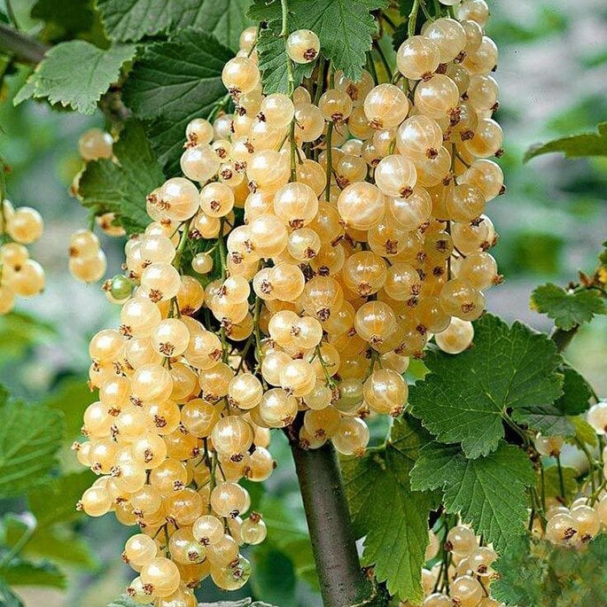 Смородина белая Уайт Холландер White Hollander 3 шт. (38276927)