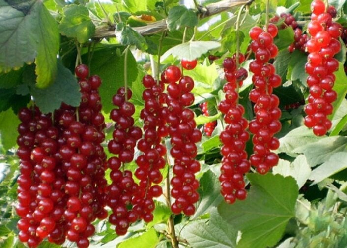 Смородина красная Ровада 1 шт. (38277611)