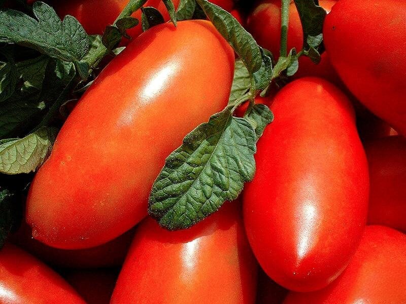 Томат Алтей 25 шт. (38281781)