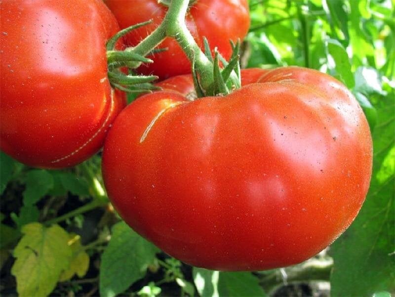 Томат Алие Паруса 5 пак. (38279966)