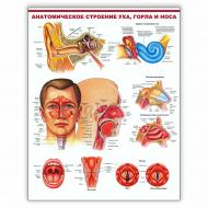 Плакат Vivay "Анатомическое строение уха, горла и носа" А2 (898)