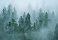 Картина на холсте Туманный лес 100x70 см LaPrint Натуральный холст (200175)