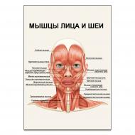 Плакат Vivay "Мышцы лица и шеи" А2 (906) Плакат Vivay "Мышцы лица и шеи" А2 (906)