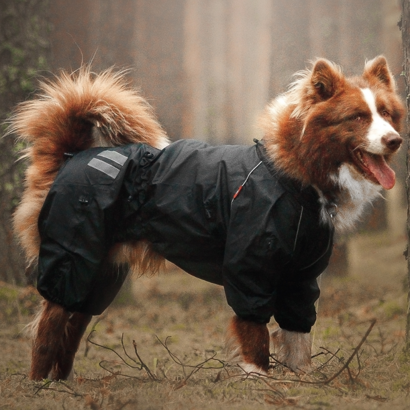 Где купить собаку в the hunter